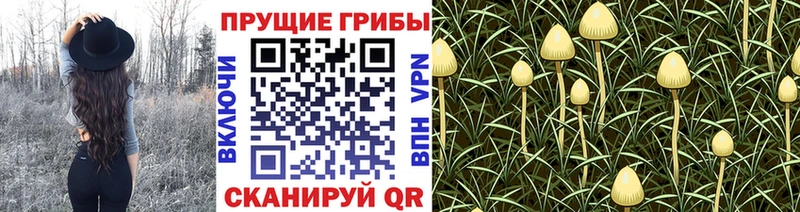 Псилоцибиновые грибы Cubensis  где купить наркоту  Нижний Ломов 